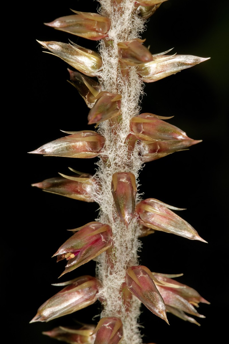 Achyranthes aspera var. aspera