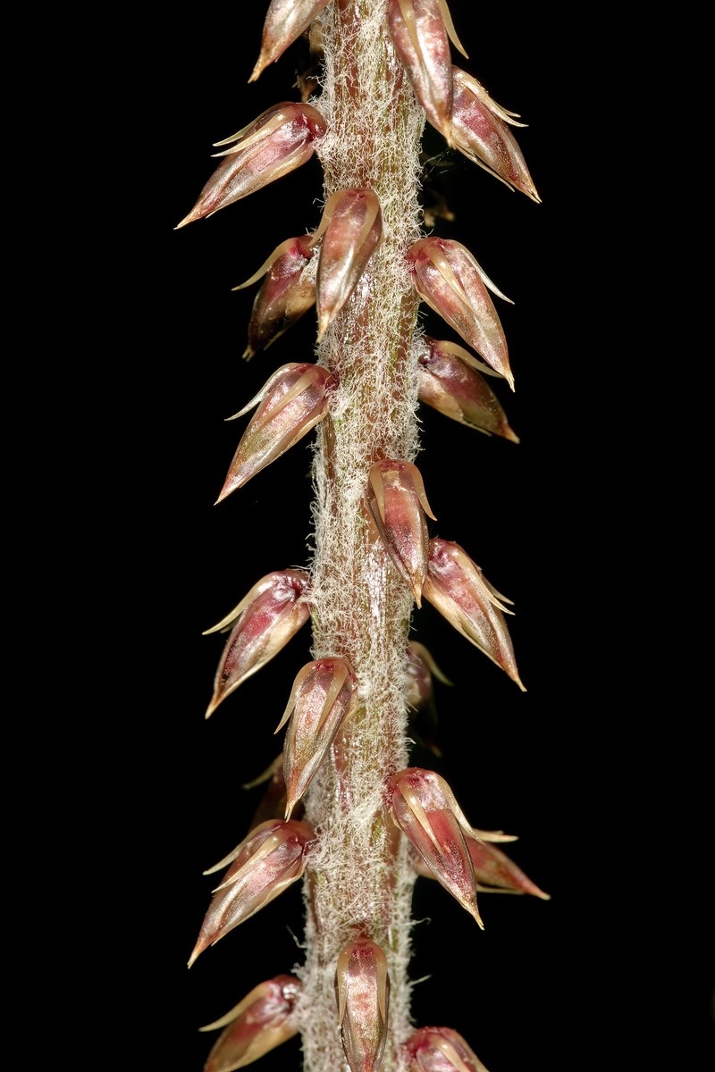 Achyranthes aspera var. aspera photo 5
