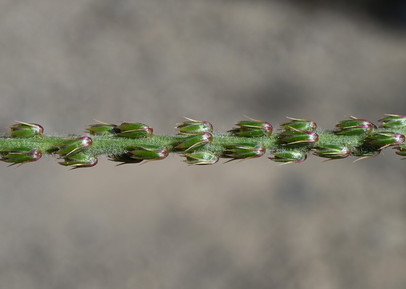 Achyranthes aspera var. aspera photo 6