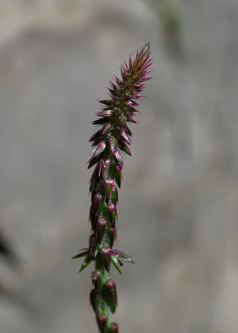 Achyranthes aspera var. aspera photo 7