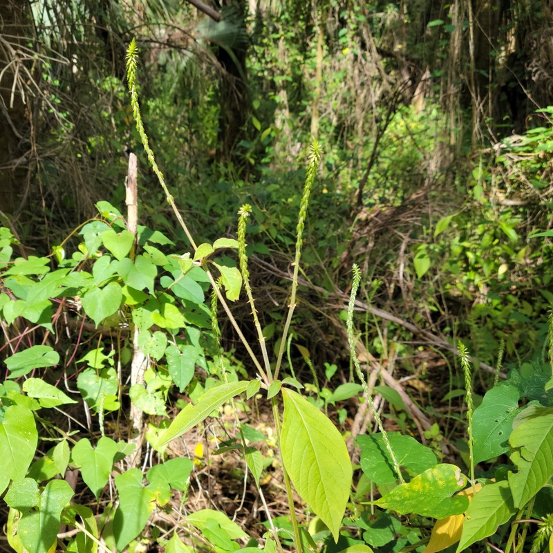 Achyranthes aspera var. pubescens
