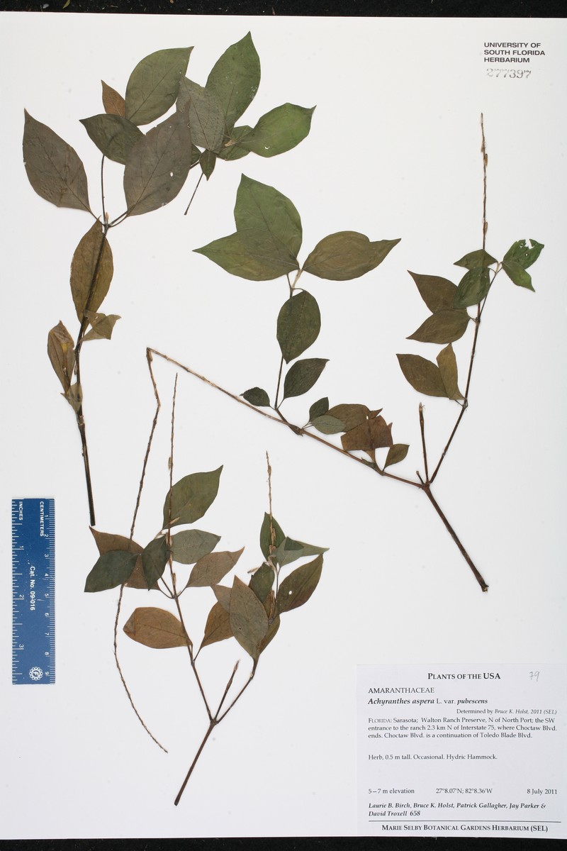 Achyranthes aspera var. pubescens photo 2