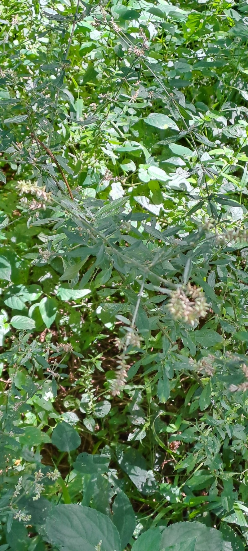 Achyranthes avicularis