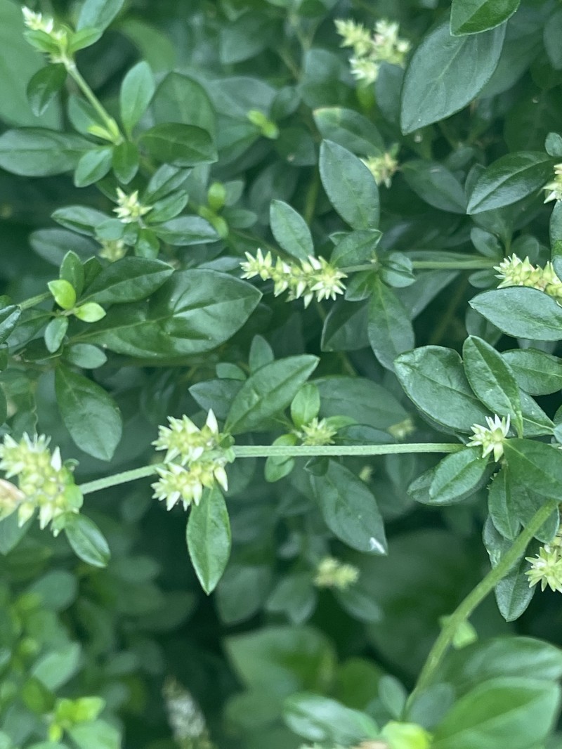 Achyranthes avicularis photo 2