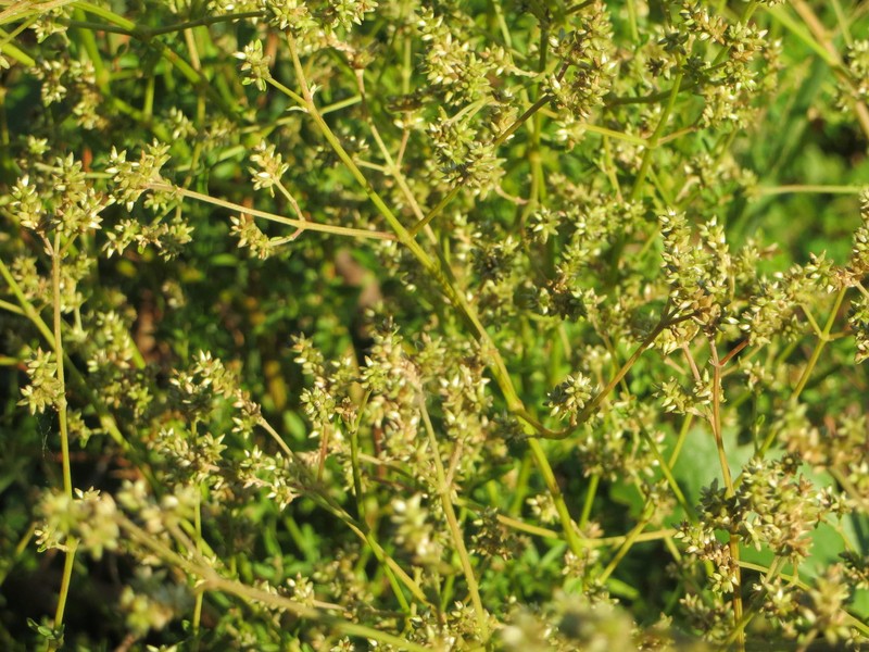 Achyranthes avicularis photo 3