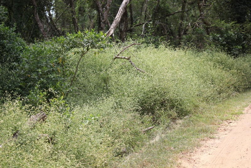 Achyranthes avicularis photo 4