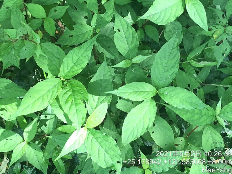 Achyranthes bidentata photo 2