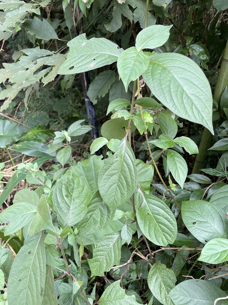 Achyranthes bidentata photo 4