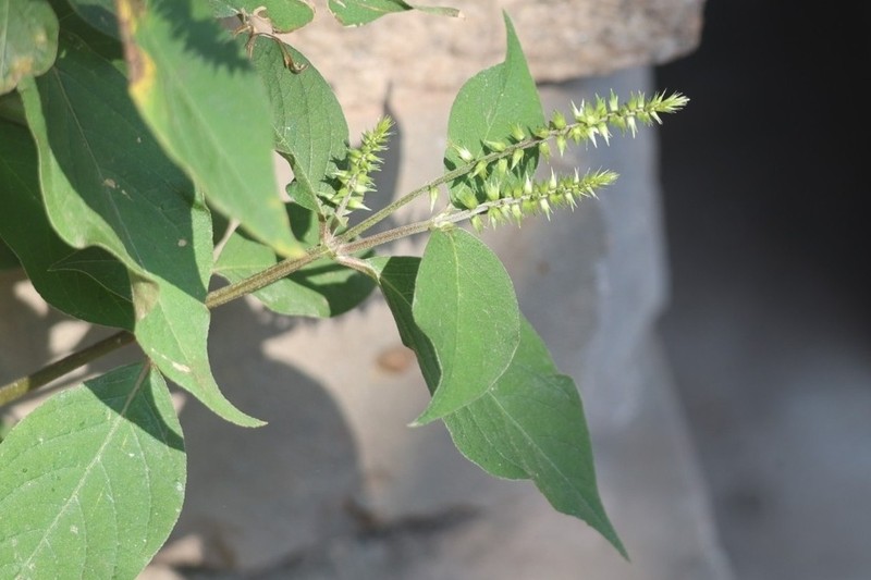 Achyranthes bidentata photo 6