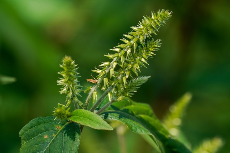 Japanese Chaff Flower photo 4