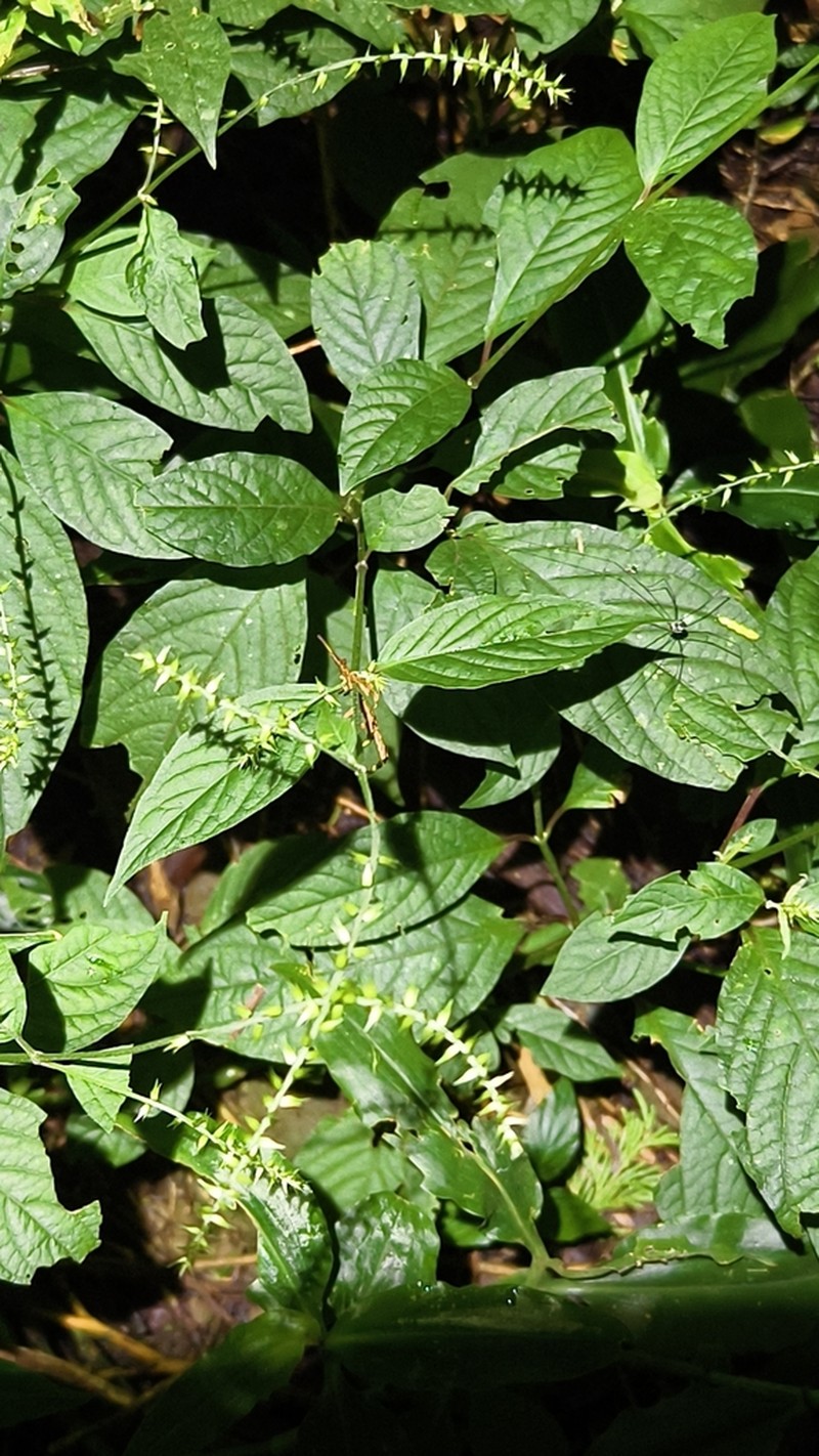 Japanese Chaff Flower photo 6