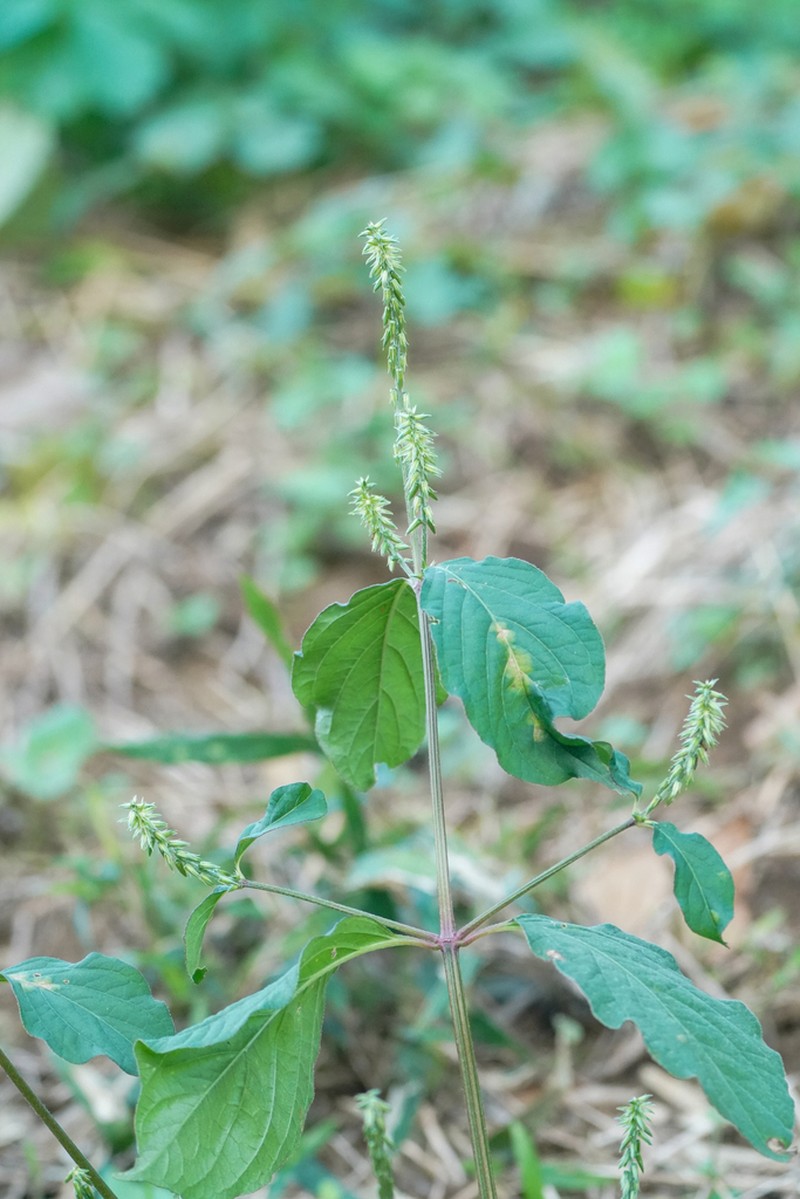 Japanese Chaff Flower photo 9