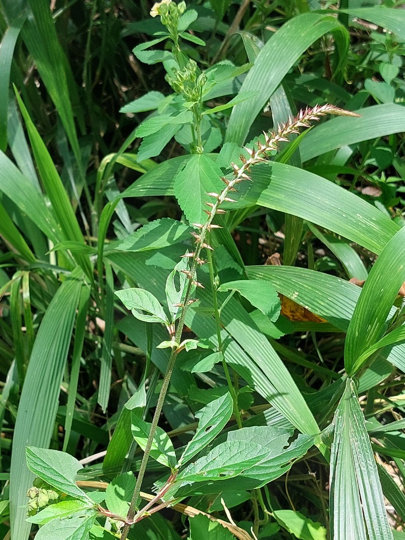 Achyranthes borbonica photo 3