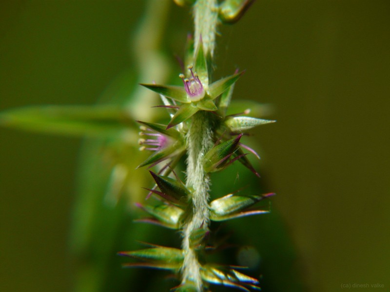 Achyranthes coynei