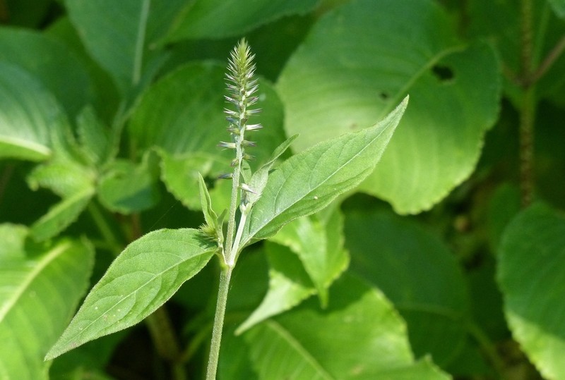 Achyranthes coynei photo 2