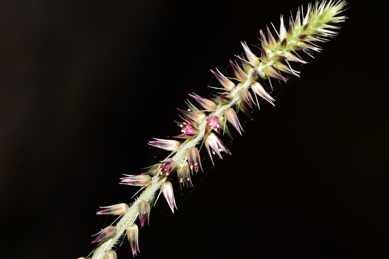 Achyranthes coynei photo 3
