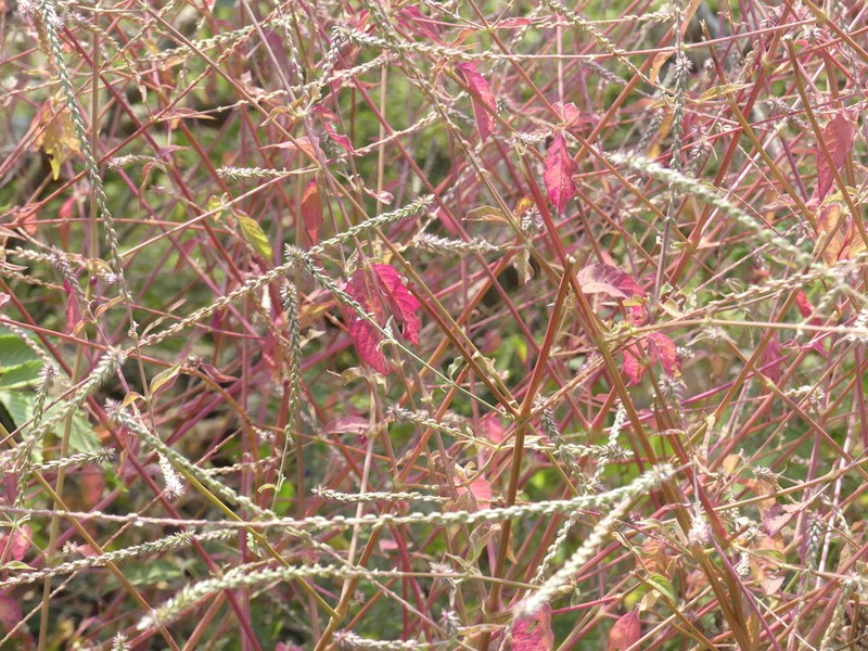 Achyranthes coynei photo 4