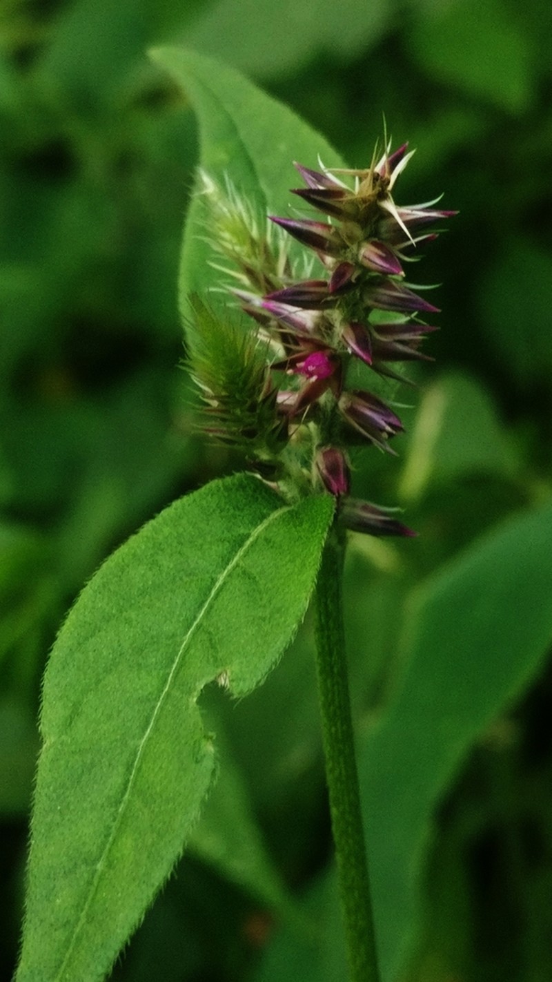 Achyranthes coynei photo 5