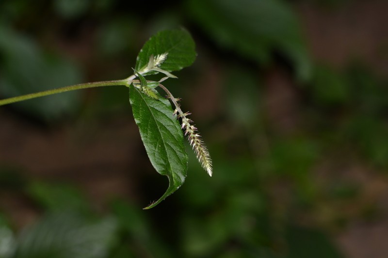 Achyranthes coynei photo 6
