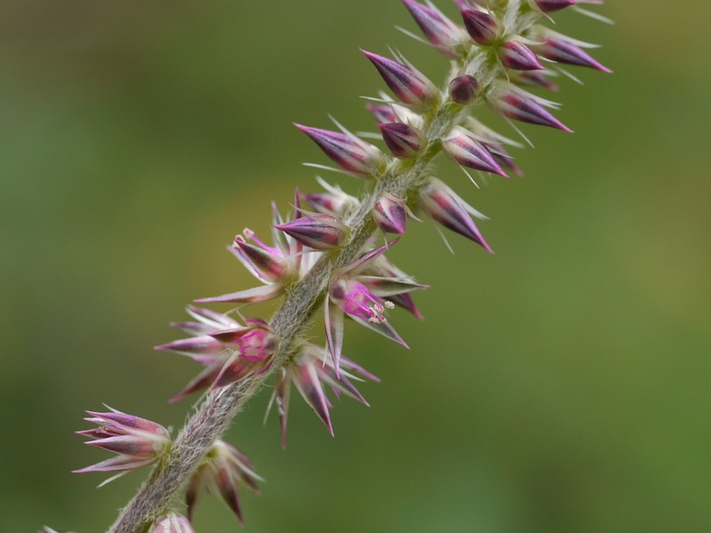 Achyranthes coynei photo 7