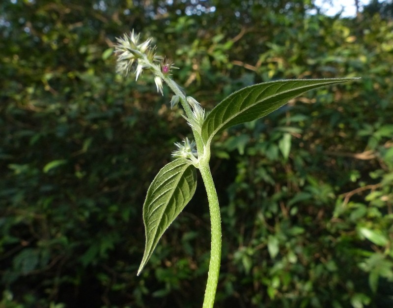 Achyranthes coynei photo 8