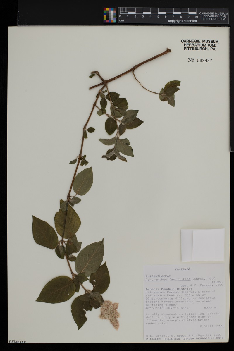 Achyranthes fasciculata