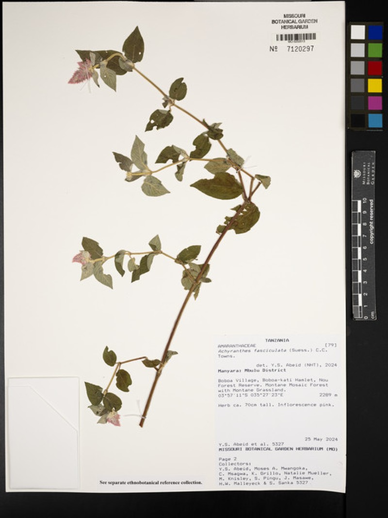Achyranthes fasciculata photo 2