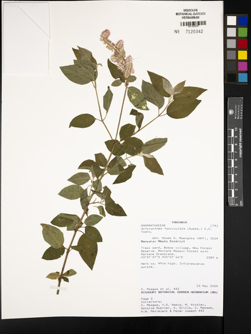 Achyranthes fasciculata photo 3