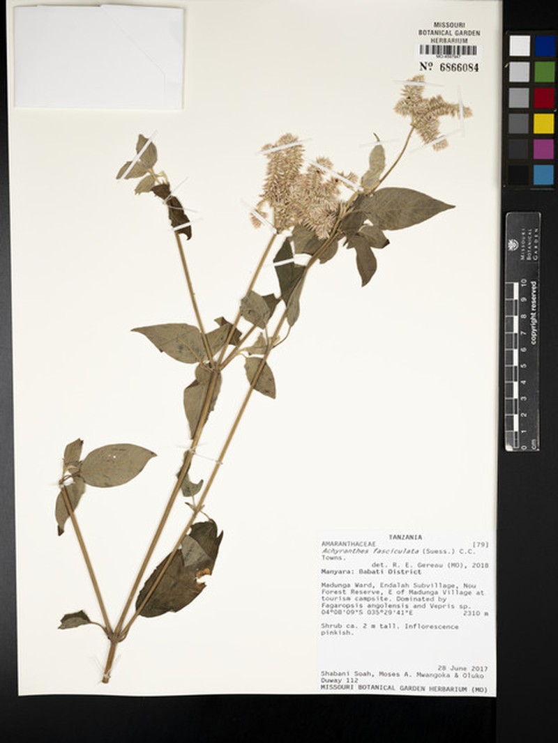 Achyranthes fasciculata photo 4