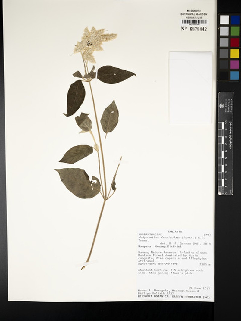 Achyranthes fasciculata photo 5