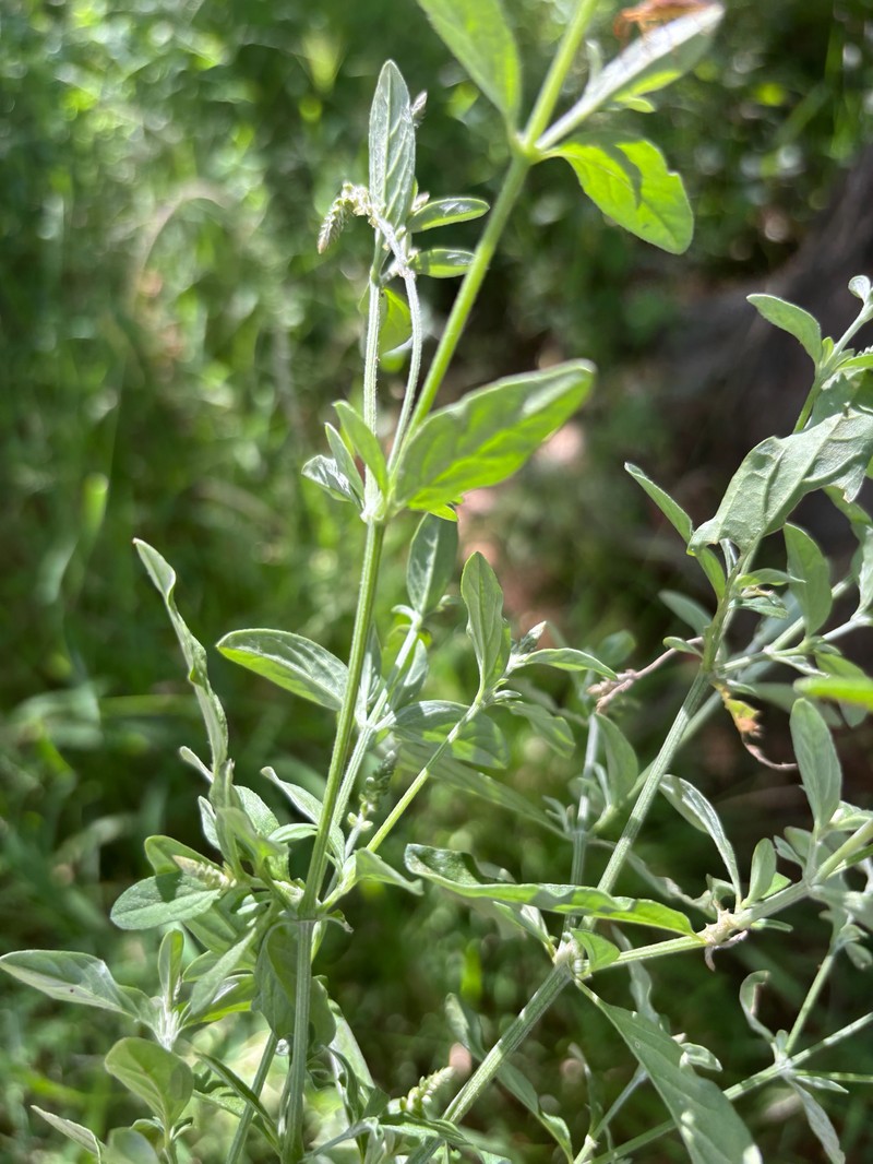 Achyranthes leptostachya