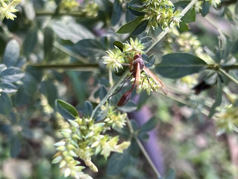 Achyranthes leptostachya photo 3
