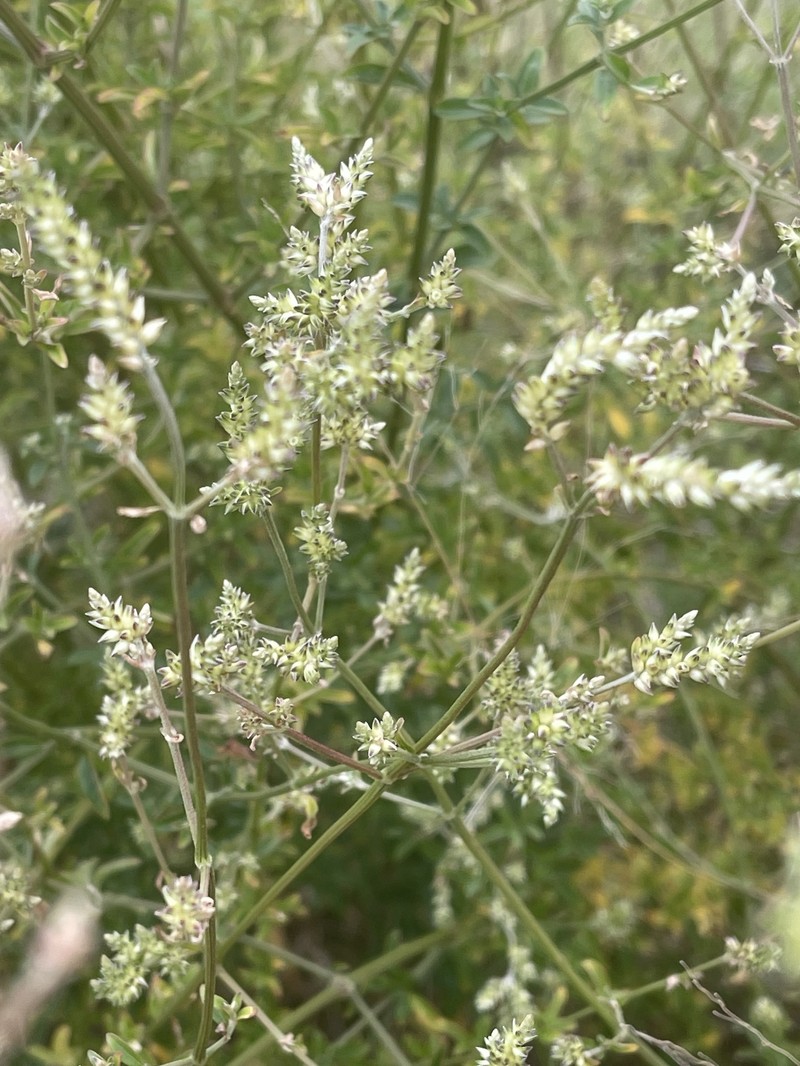 Achyranthes leptostachya photo 4