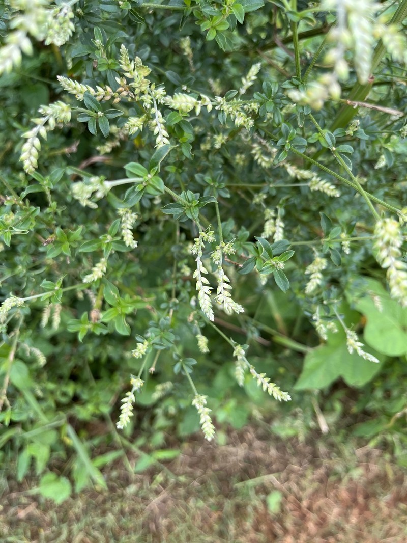 Achyranthes leptostachya photo 5