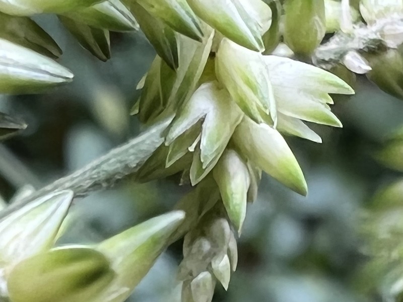 Achyranthes leptostachya photo 6