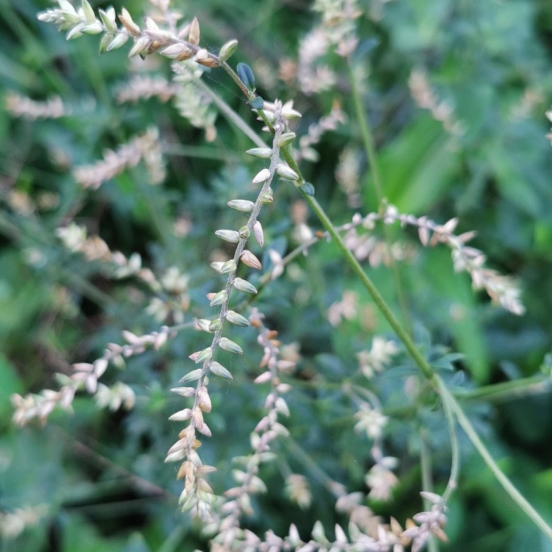 Achyranthes leptostachya photo 7