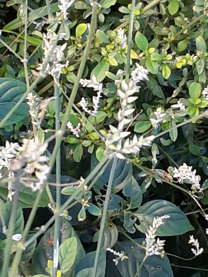 Achyranthes leptostachya photo 8