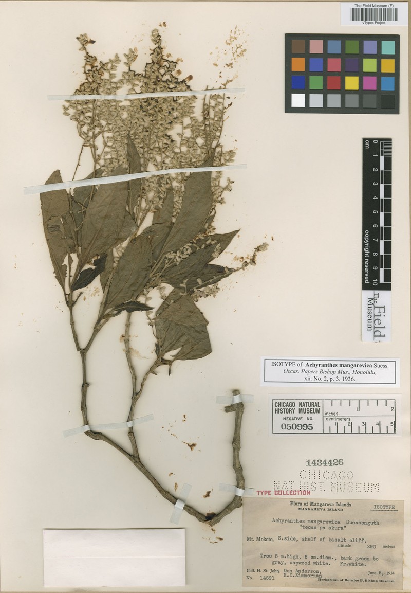 Achyranthes mangarevica