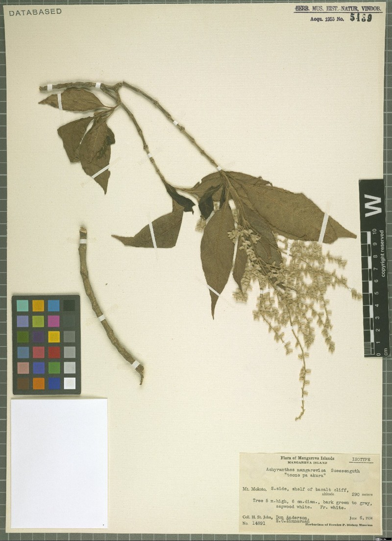 Achyranthes mangarevica photo 2