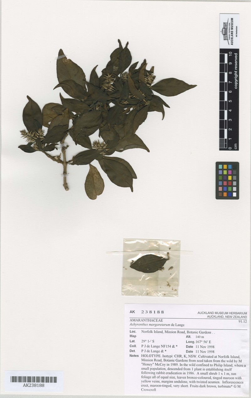 Achyranthes margaretarum