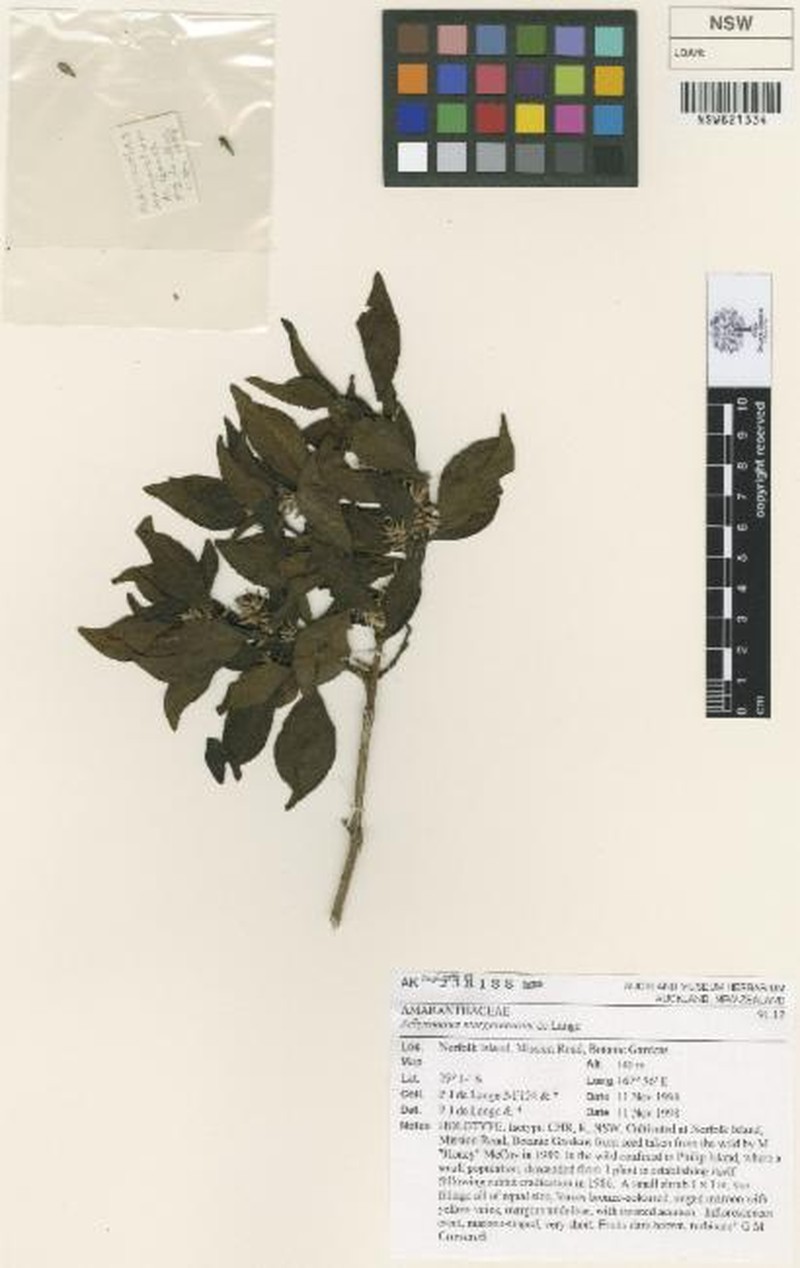 Achyranthes margaretarum photo 2