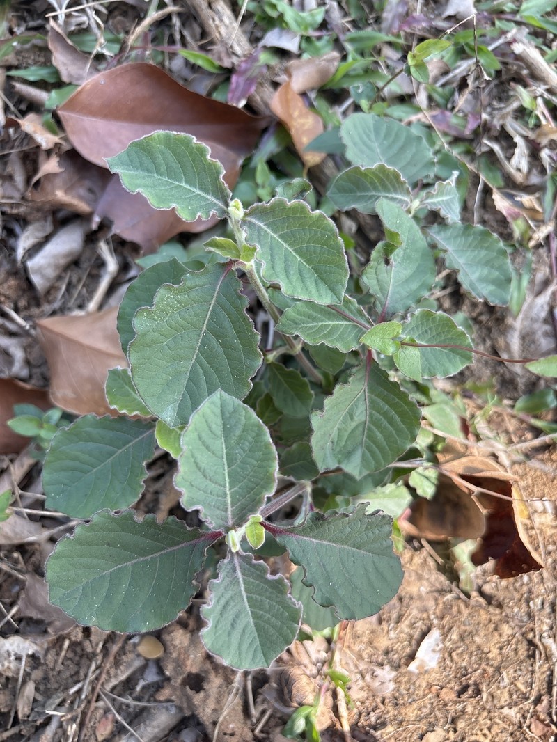Achyranthes mauritiana