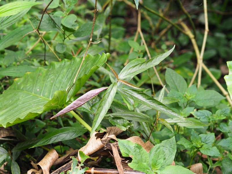 Achyranthes mauritiana photo 6