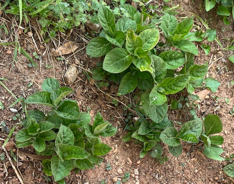 Achyranthes mauritiana photo 8