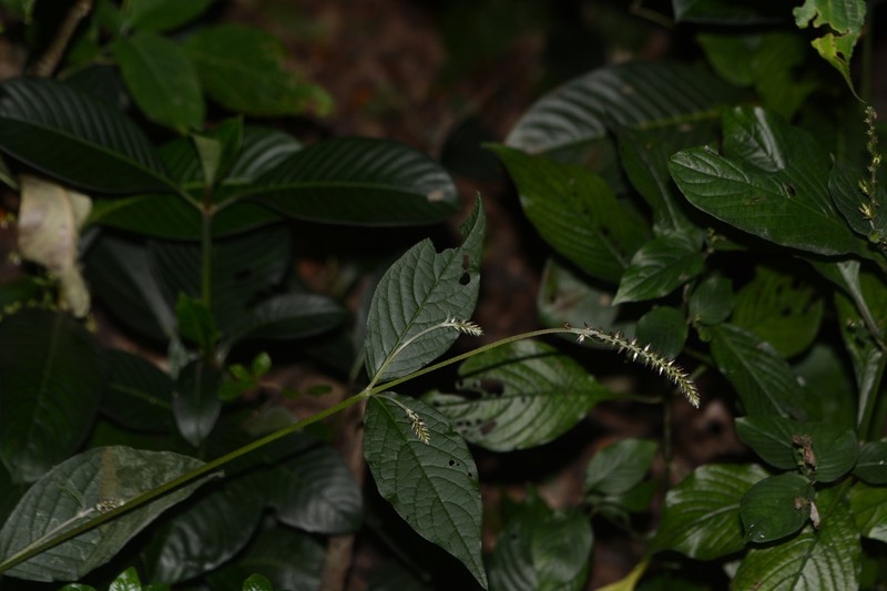 Achyranthes porphyrostachya photo 2