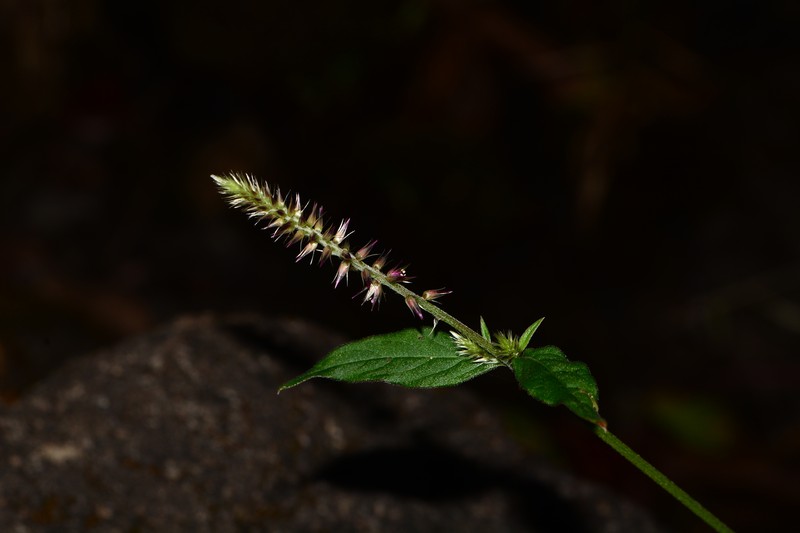 Achyranthes porphyrostachya photo 3