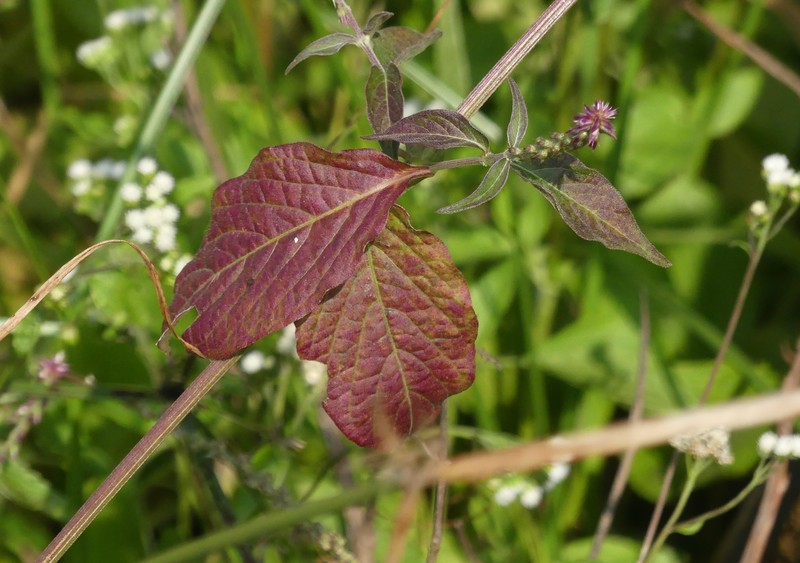 Achyranthes porphyrostachya photo 4