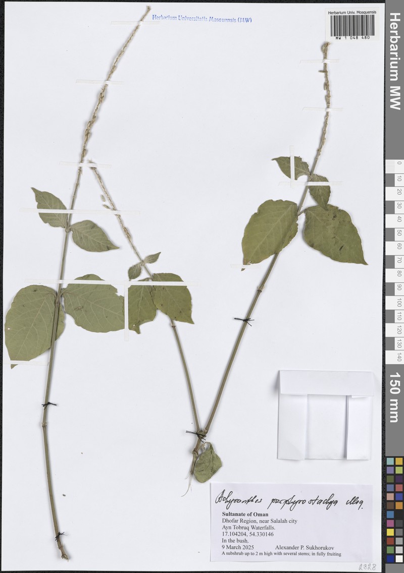 Achyranthes porphyrostachya photo 6