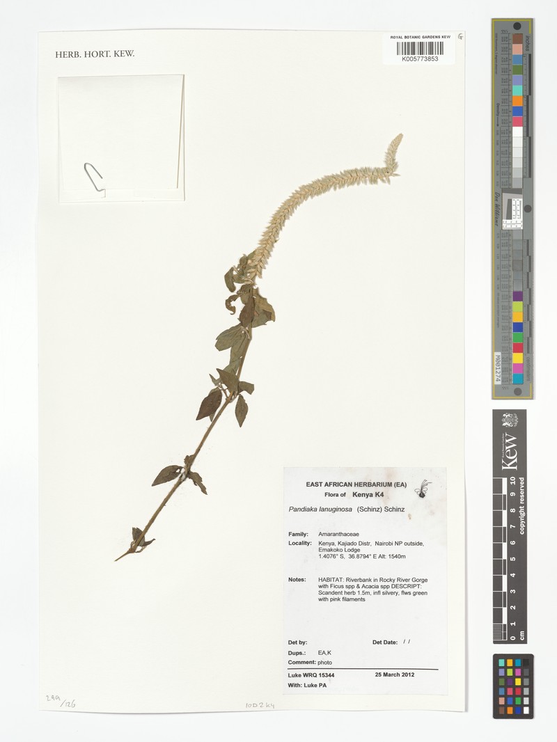 Achyranthes schinzii