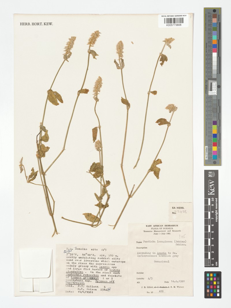 Achyranthes schinzii photo 2